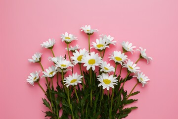 Bright pink background with white daisy flowers for Mothers Day