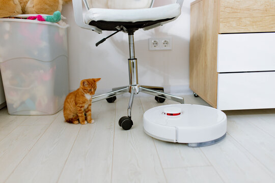 a little kitten and a robot vacuum cleaner