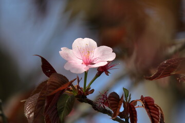 桜の花は終わり、若葉が芽吹きはじめる - obrazy, fototapety, plakaty