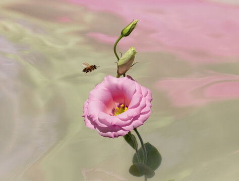 Bee flying to pink Texas Bluebell.      