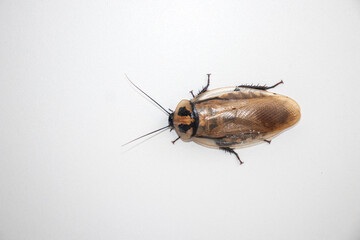 Blaberus Cockroach with white background