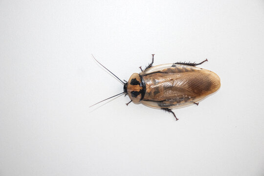 Blaberus Cockroach with white background