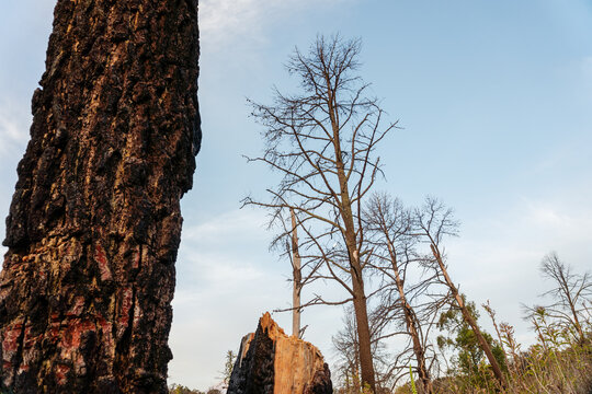 a cut tree stump in foreground background