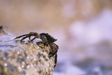 Pachygrapsus marmoratus (runner crab). Carloforte. San Pietro Island. Sardinia. Italy