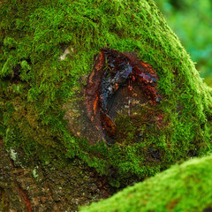 Moss, nature and tree trunk with sap, forest and woods environment with bark. Plant, flora and gum from rainforest ecosystem, traditional medicine and collection in green bush or woodland in autumn