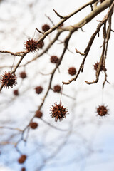 Mature spiny seed pod gainst the sky. American sweetgum tree ball, Liquidambar styraciflua
