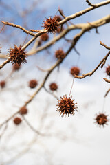 Mature spiny seed pod gainst the sky. American sweetgum tree ball, Liquidambar styraciflua