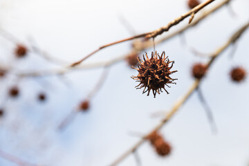 Mature spiny seed pod gainst the sky. American sweetgum tree ball, Liquidambar styraciflua