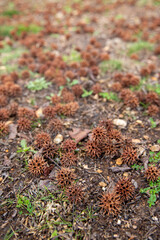 Mature spiny seed pod on the ground. American sweetgum tree ball, Liquidambar styraciflua