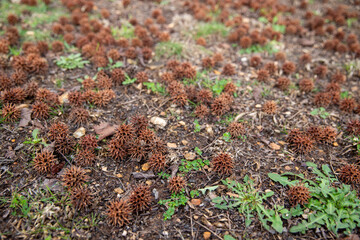 Mature spiny seed pod on the ground. American sweetgum tree ball, Liquidambar styraciflua