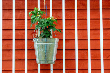 A single pot hanging on a white patio rail from an urban garden against a bright red wood clapboard...
