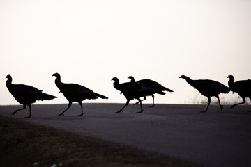 Silhouettes of eastern wild turkeys (Meleagris gallopavo) walking across a Wisconsin road