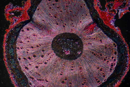 Chinese starjasmine stem plant cells micrograph