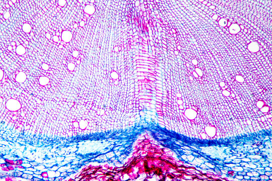 Chinese starjasmine stem plant cells micrograph