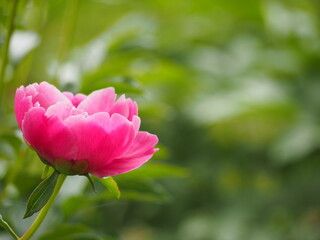 春の花　芍薬　ピンク