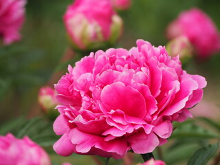 春の花　芍薬　ピンク