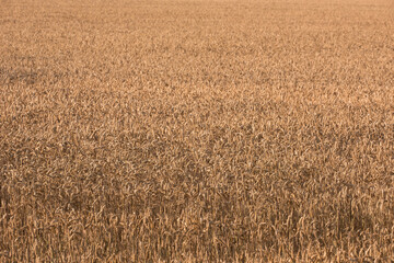 Wheat field, landscape and farming with nature in countryside, sustainability and growth for...