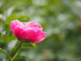 春の花　芍薬　ピンク