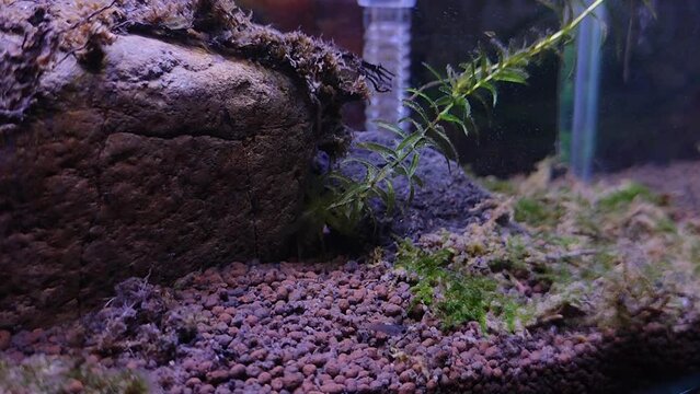 Baby fish in an aquarium that are eating