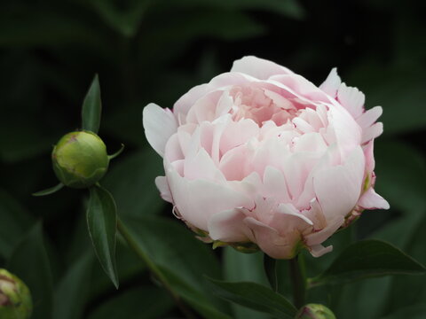 春の花　芍薬　ピンク