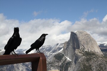 Two ravens looking over Half Dome