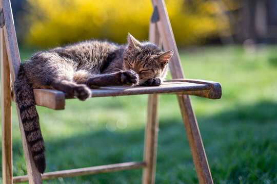 Cat sleeping on chair