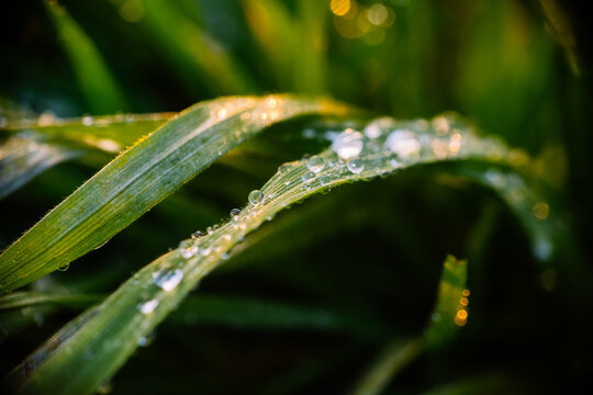 Water drops on grass
