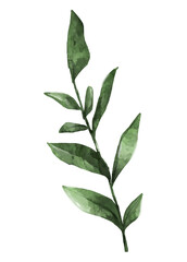 Watercolor leaves png, plant collage element, transparent background