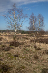 Springtime on the. Veluwe near Velp