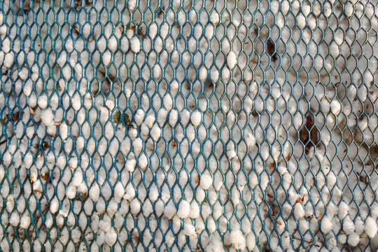 A trailer with cotton harvest