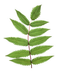 Leaf branch png sticker, cut out on transparent background