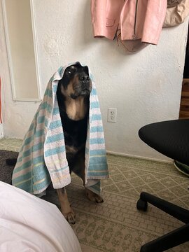 UGC Cute dog wrapped in towel