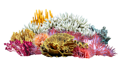 Png deep-water sea coral sticker, great barrier reef image on transparent background © Rawpixel.com