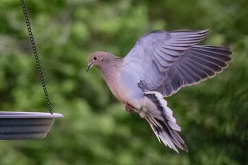 Birds in flight photography