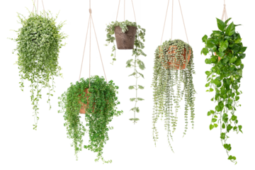 Houseplant png sticker, hanging potted angel vine, transparent background