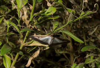 Cydalima perspectalis or the box tree moth is a species of moth of the family Crambidae. This butterfly is a pest. The insect destroys the bush. - obrazy, fototapety, plakaty