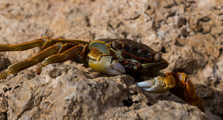 Grapsus albolineatus is a species of decapod crustacean in the family Grapsidae. Crab, on a reef rock. Fauna of the Sinai Peninsula.