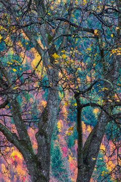 Bare tree branches with fall Autumn color