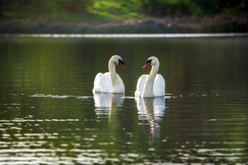 A couple of beautiful wild white swans is swimming across the lake.