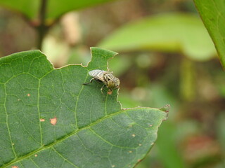 Small bee on green leaf
