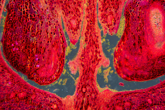 loquat flower plant cells micrograph