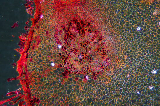 loquat flower plant cells micrograph