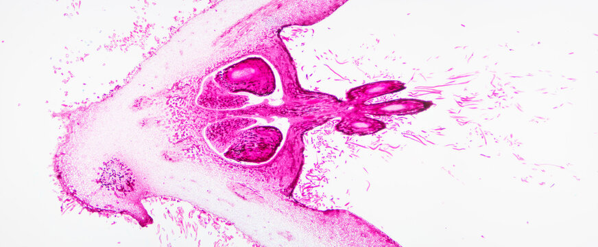 loquat flower plant cells micrograph