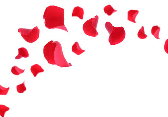 Beautiful rose petals flying on white background