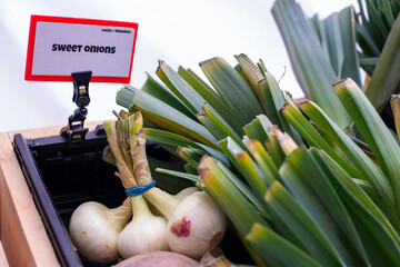 Raw sweet white onions with long thick-cut green stalks and a small white sign. The bottom of the onions has long thin dried roots. The bulbs are pure white papery skin, sweet, and mild white flesh.