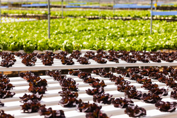 Rows of green and purple lettuce growing in white trays fill the hydroponic farm in greenhouse