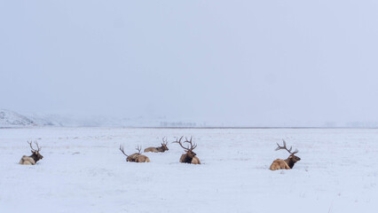 Elk at rest