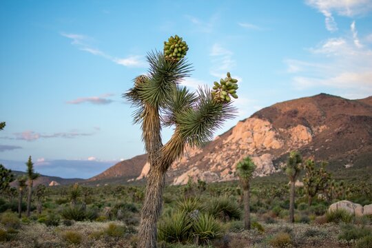 Joshua tree
