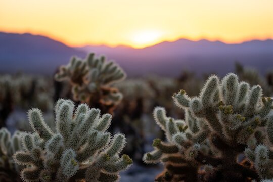 Cholla cactus