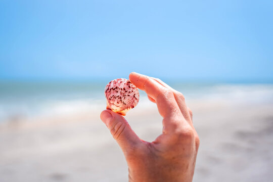 Sea shell